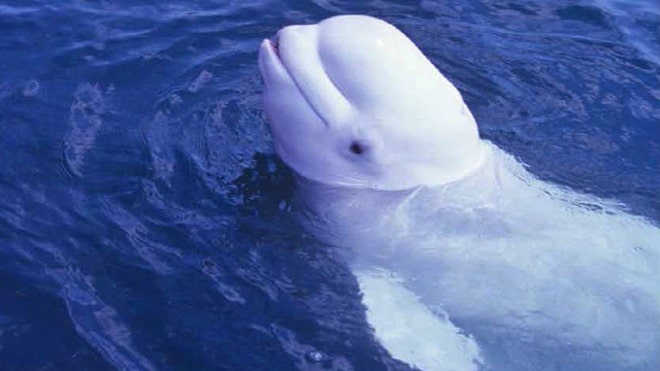 Whale Human Speech_Angu640.jpg